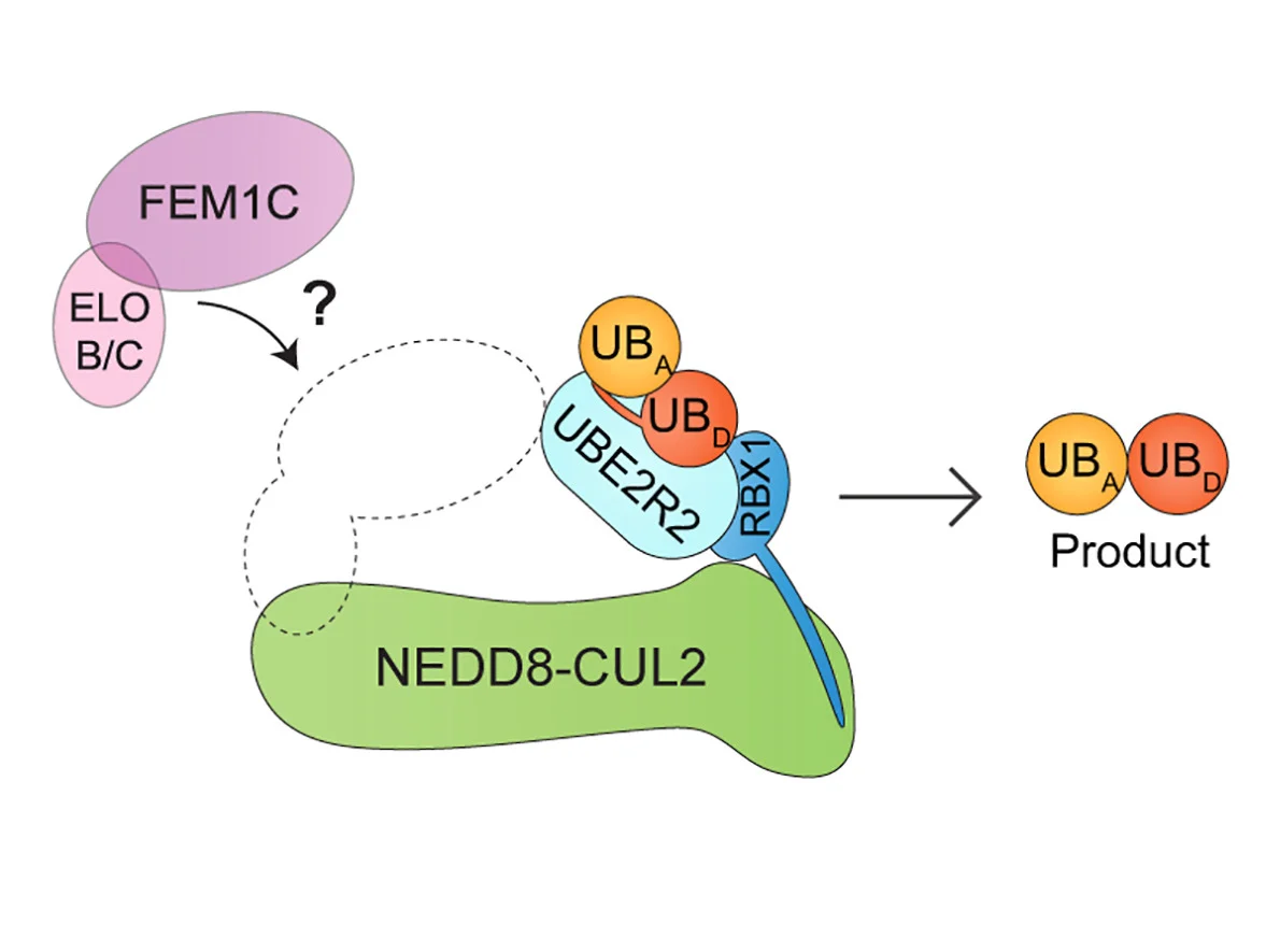Open access visualization of Workflow, Flowchart, Illustration, UBE2R2, Di-ubiquitin Chain Formation