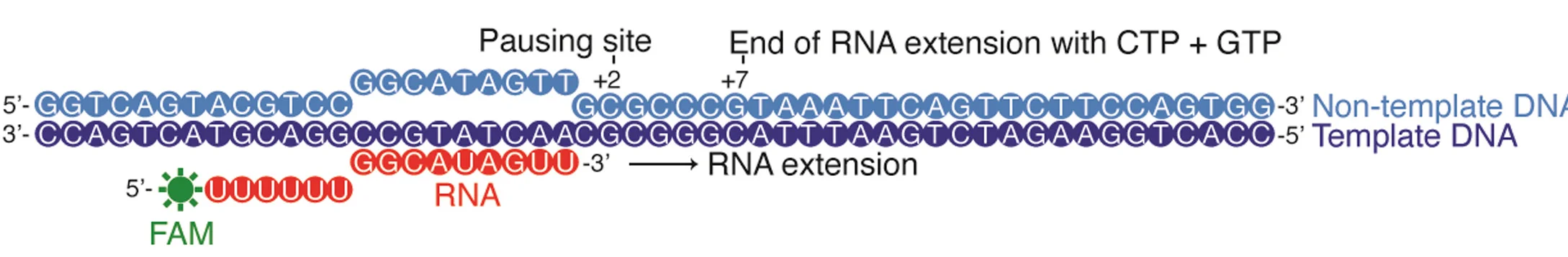 Open access visualization of Illustration, DNA Template, RNA, RNA Extension Assay, Cryo-EM