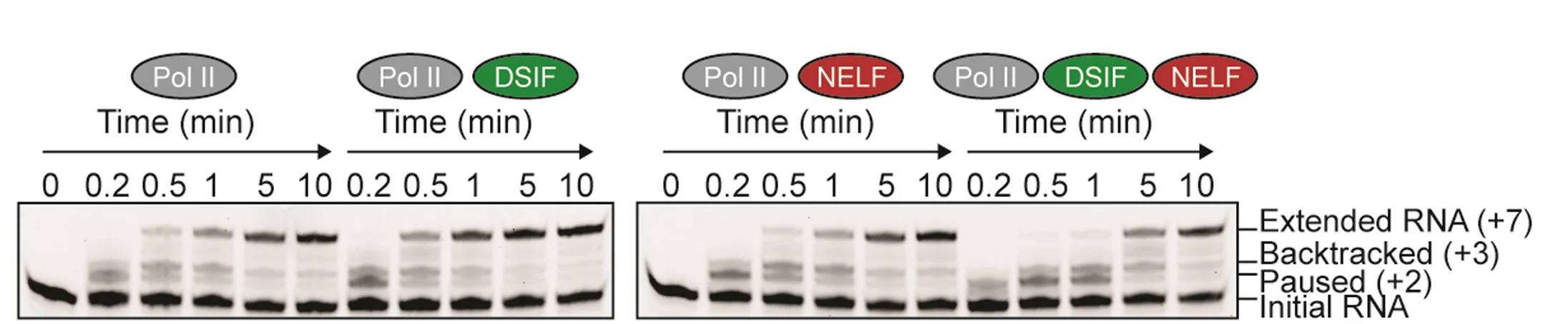 Open access visualization of Gel, RNA Extension Assay, DNA Template, DSIF, NELF