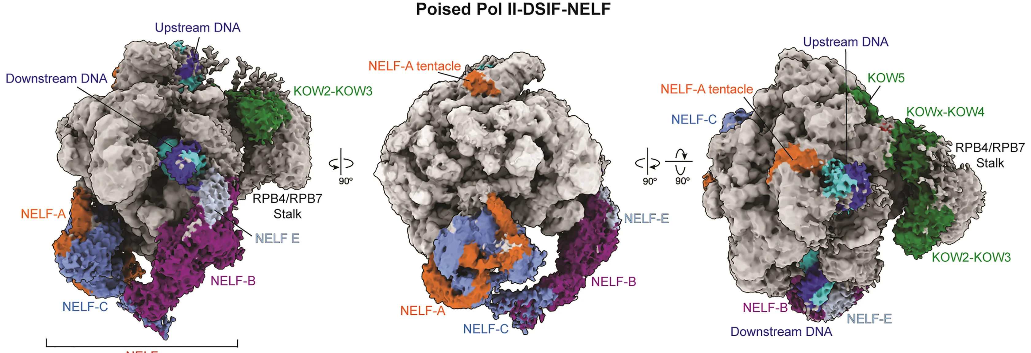 Open access visualization of Protein Structure, Pol II, DSIF, NELF