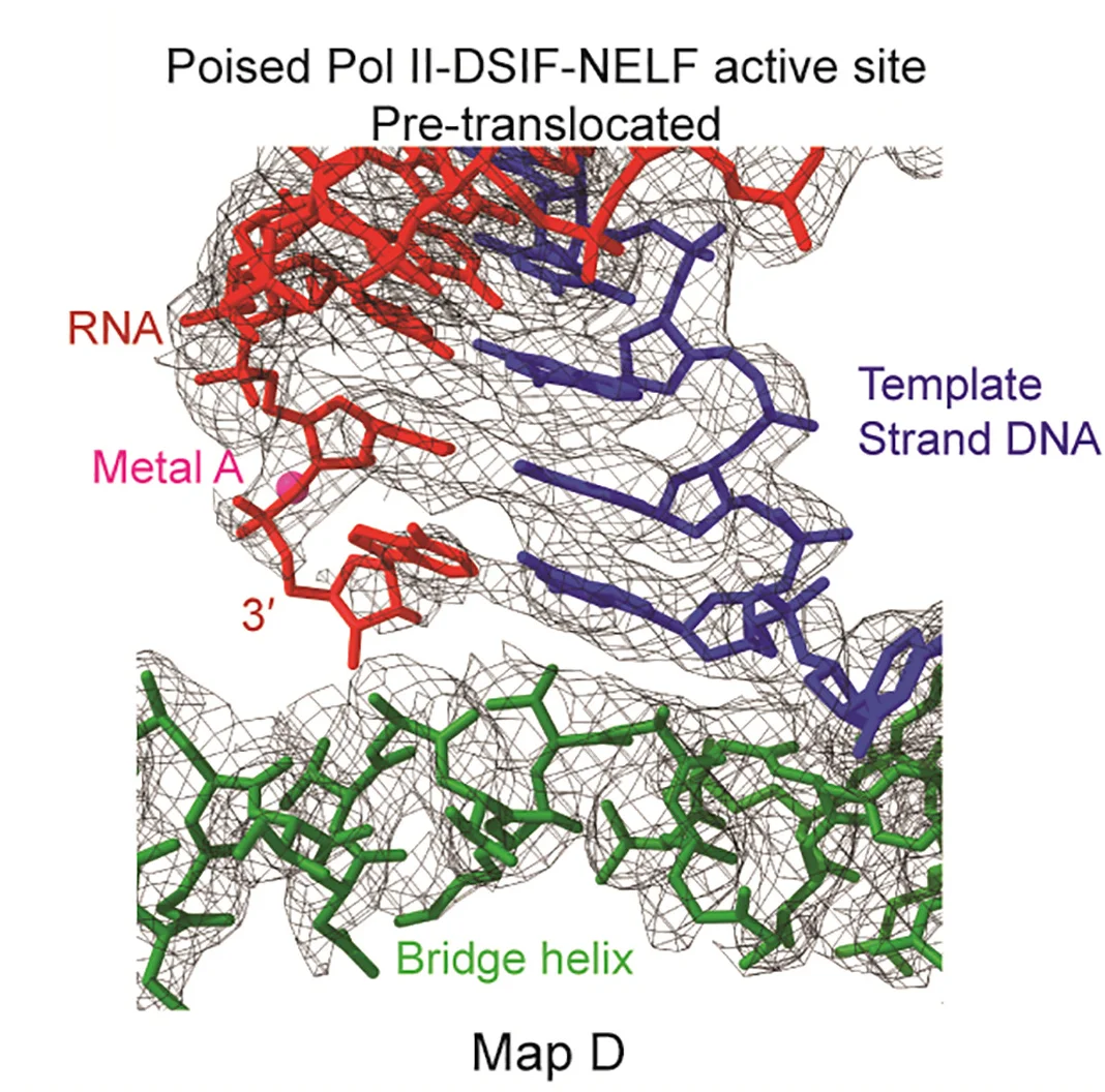 Open access visualization of Protein Structure, Chemical Structure, RNA-DNA Hybrid, RNA Polymerase II, Active Site