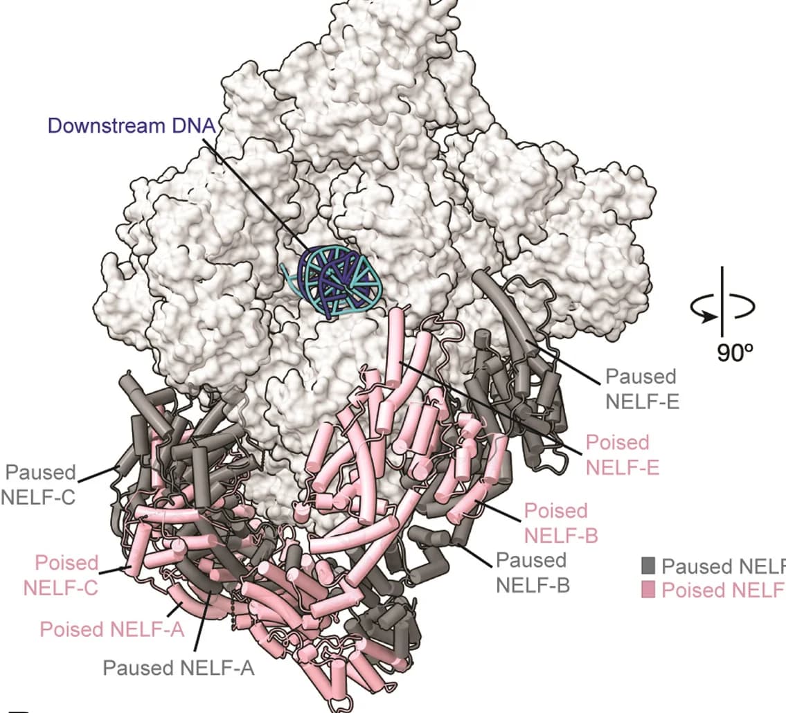 Open access visualization of Protein Structure, Chemical Structure, NELF, Conformational Changes, Paused