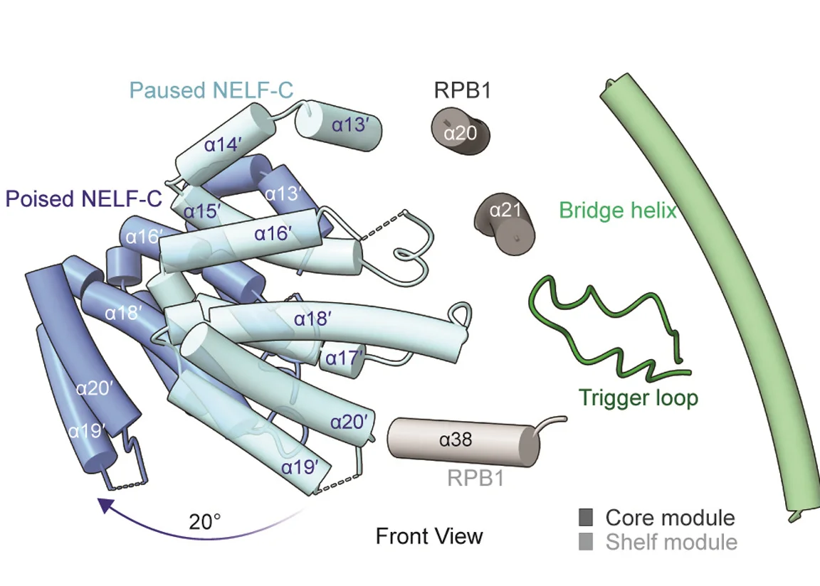 Open access visualization of Protein Structure, Chemical Structure, NELF-C, RPB1, Trigger Loop