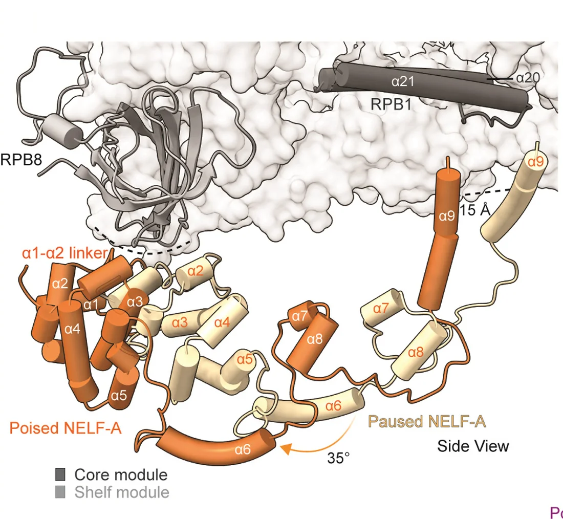 Open access visualization of Protein Structure, NELF-A, RPB8, Poised State