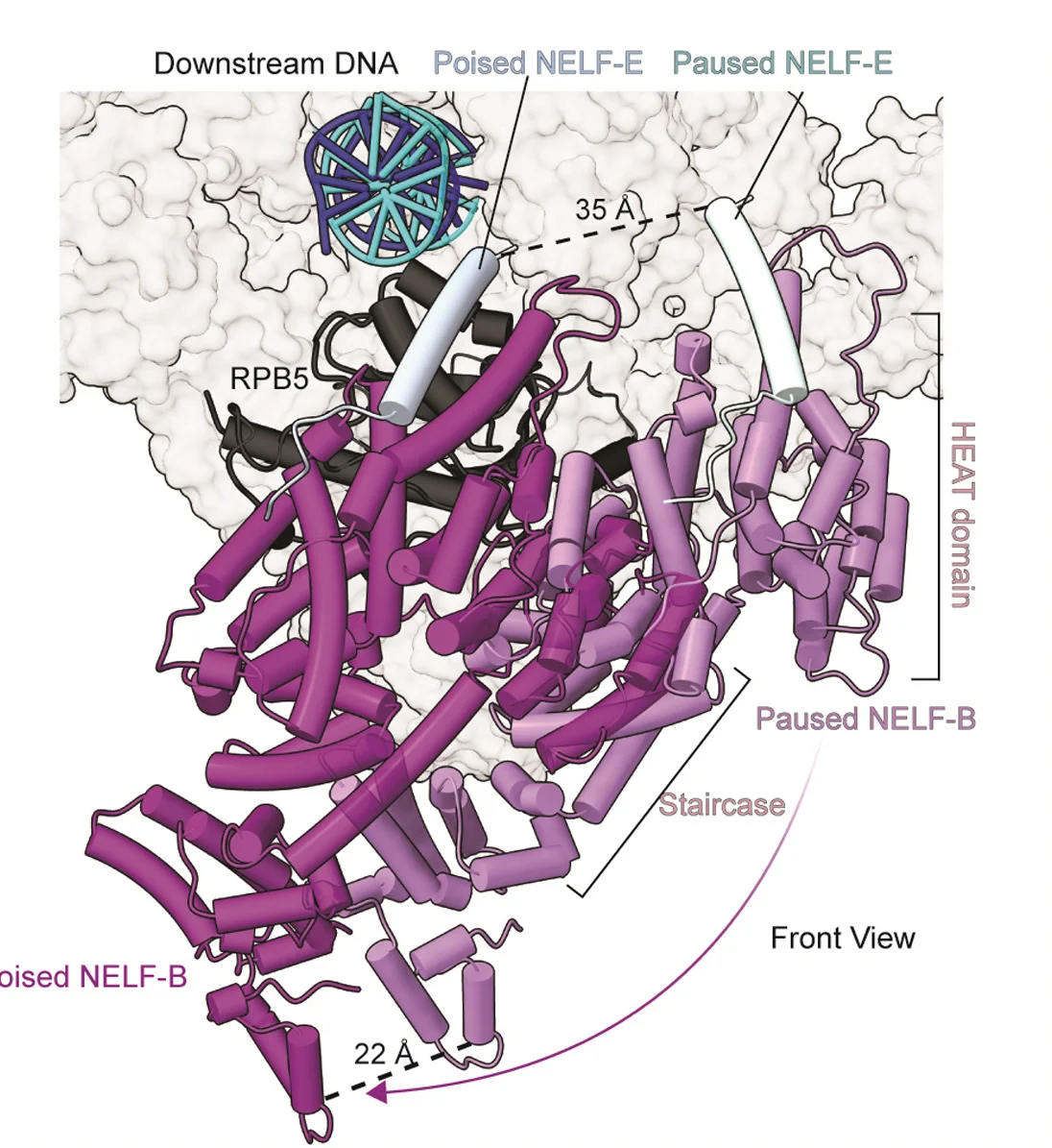 Open access visualization of Protein Structure, Chemical Structure, NELF-BE, Staircase Domain, Paused State