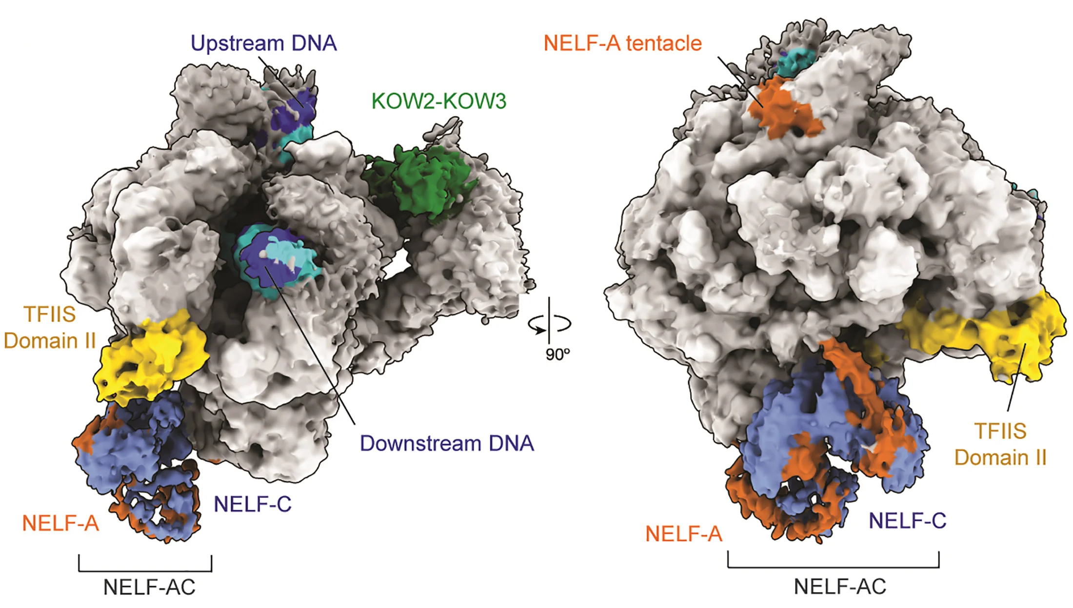 Open access visualization of Protein Structure, Cryo-EM, NELF-A, NELF-C, TFIIS