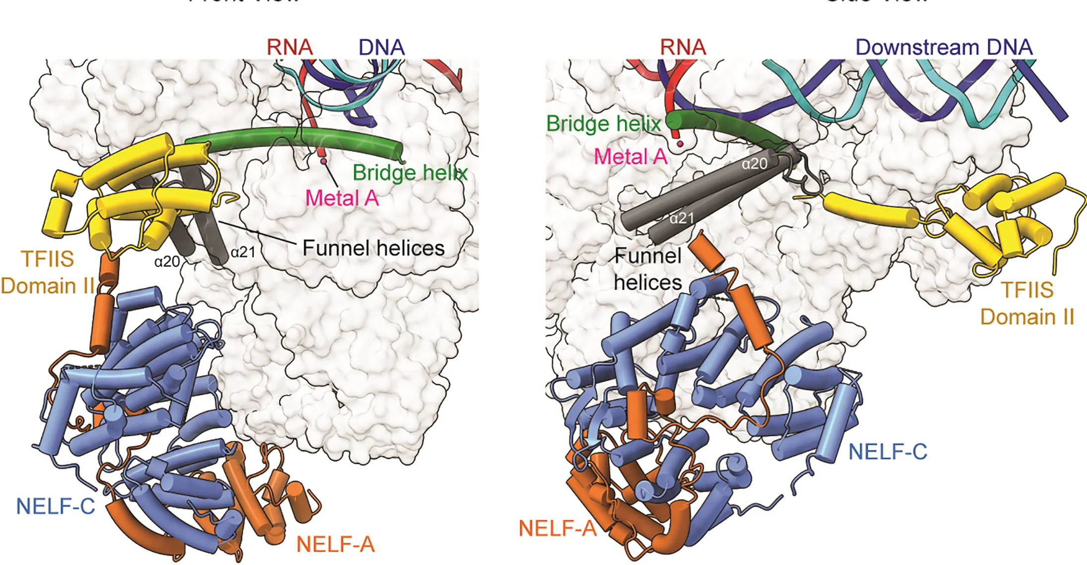 Open access visualization of Protein Structure, Cryo-EM, TFIIS, NELF-AC, Bridge Helix