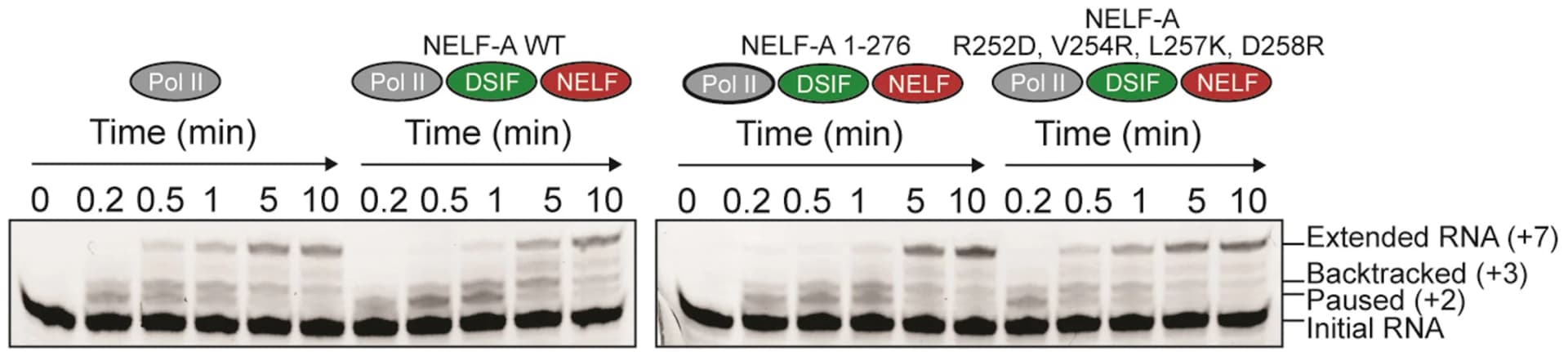 Open access visualization of Gel, RNA Extension Assay, NELF-A Mutants, NELF Complex