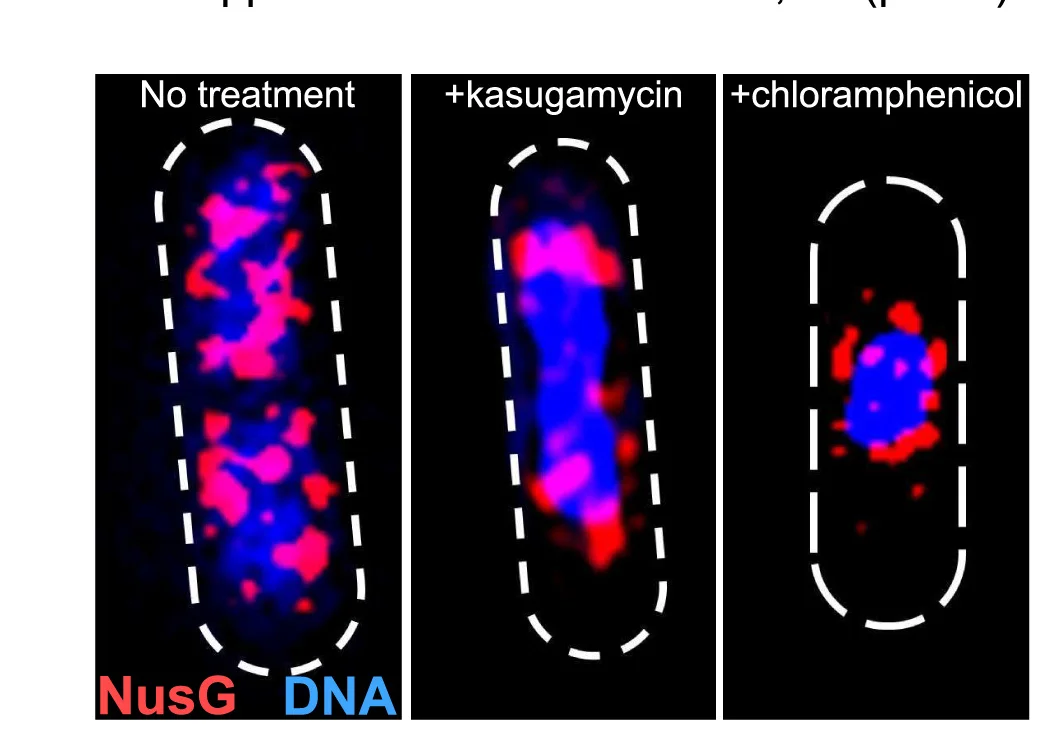 Open access visualization of Microscopy, 3D-SIM Imaging, sfGFP-NusG, DNA, DAPI