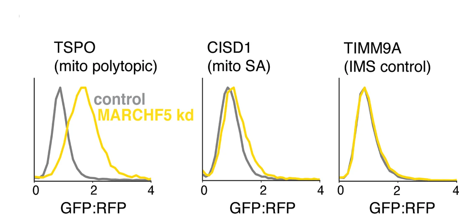 Open access visualization of Line Plot, Density Plot, GFP11, K562 Cells, MARCHF5 Depletion