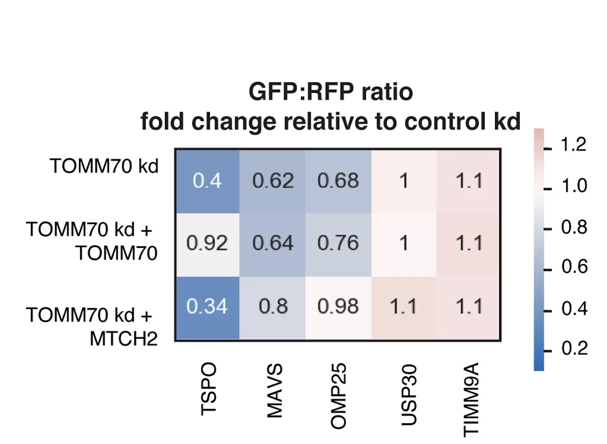 Open access visualization of Heatmap, Rescue Reporter Biogenesis Assays, TOMM70, MTCH2