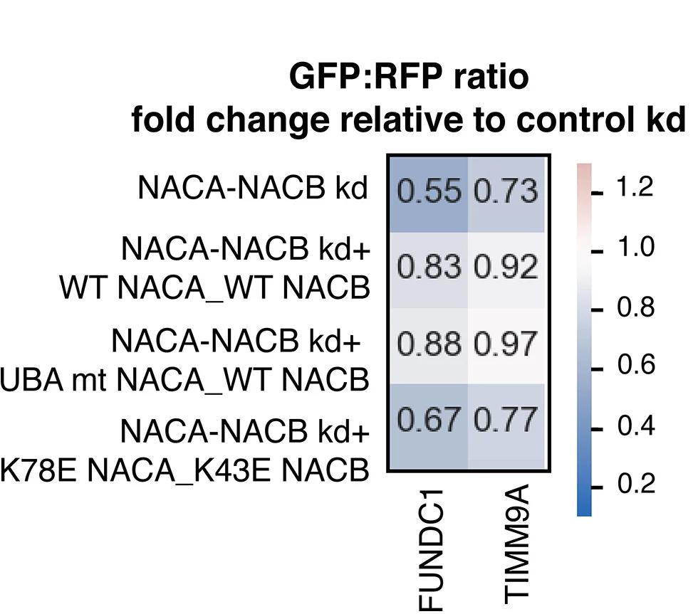 Open access visualization of Heatmap, Ribosome-binding Mutants, NACA, NACB, UBA Domain-binding Mutant