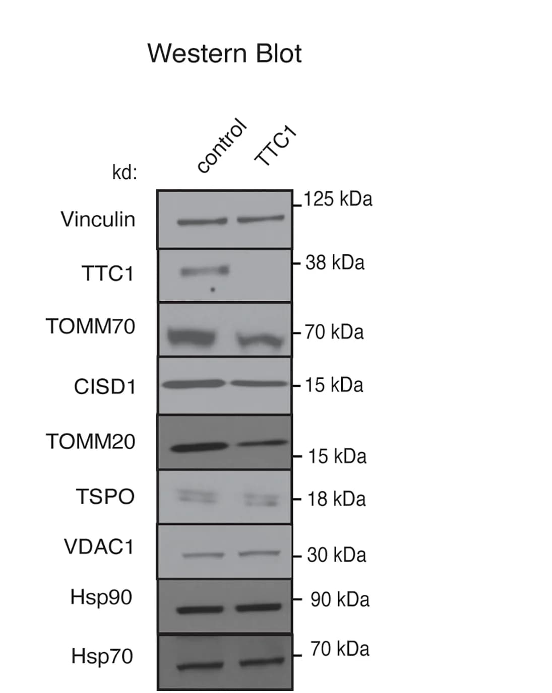 Open access visualization of Gel, Immunoblotting, Endogenous Proteins, K562 KOX1 CRISPRi Cells, TTC1 Depletion