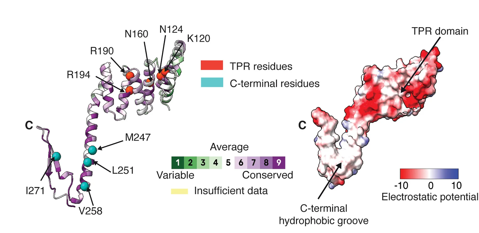 Open access visualization of Protein Structure, AlphaFold2, TTC1, Evolutionary Conservation, Electrostatic Potential