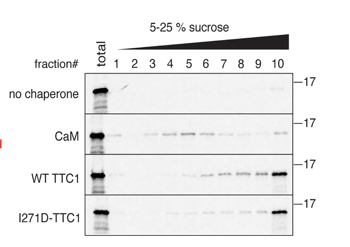 Open access visualization of Gel, CISD1, in vitro Translation, PURE System, Chaperone