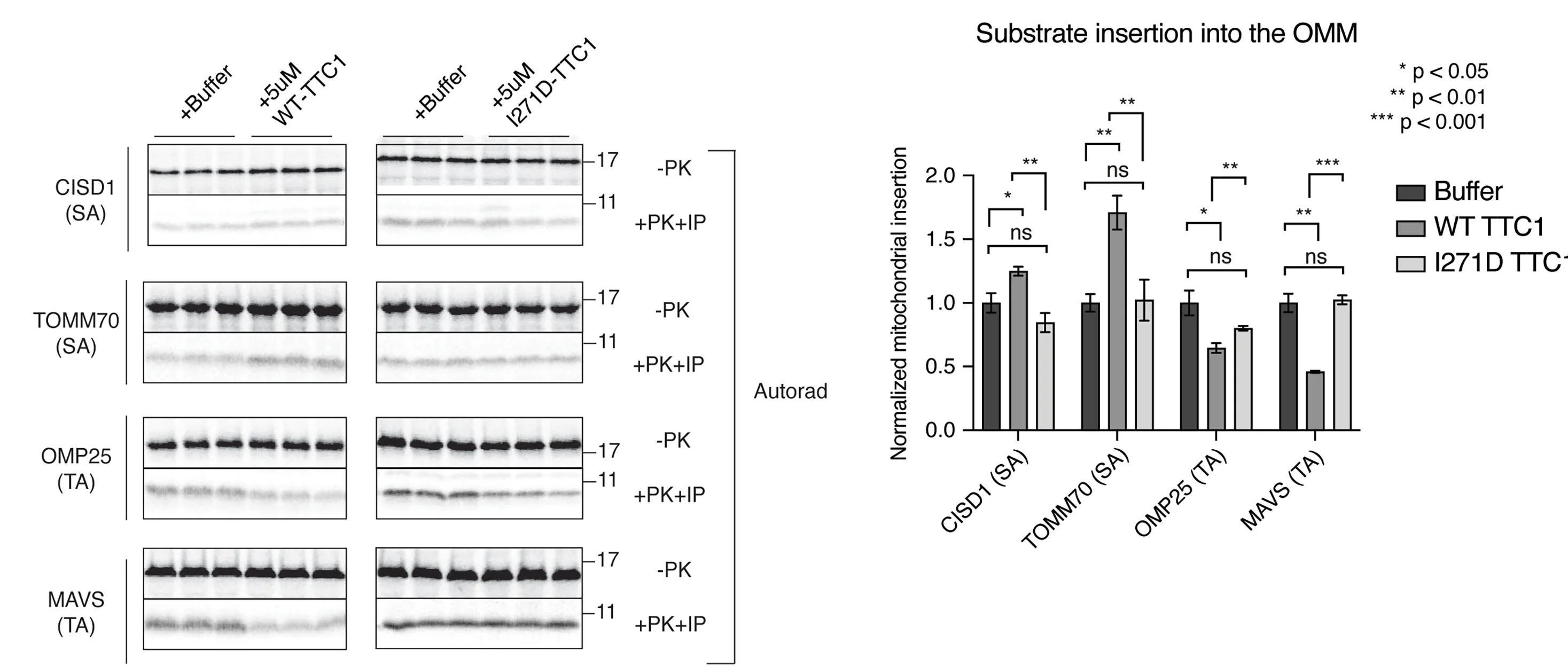 Open access visualization of Bar Plot, Error Bars, Gel, Mitochondria, K562 Cells