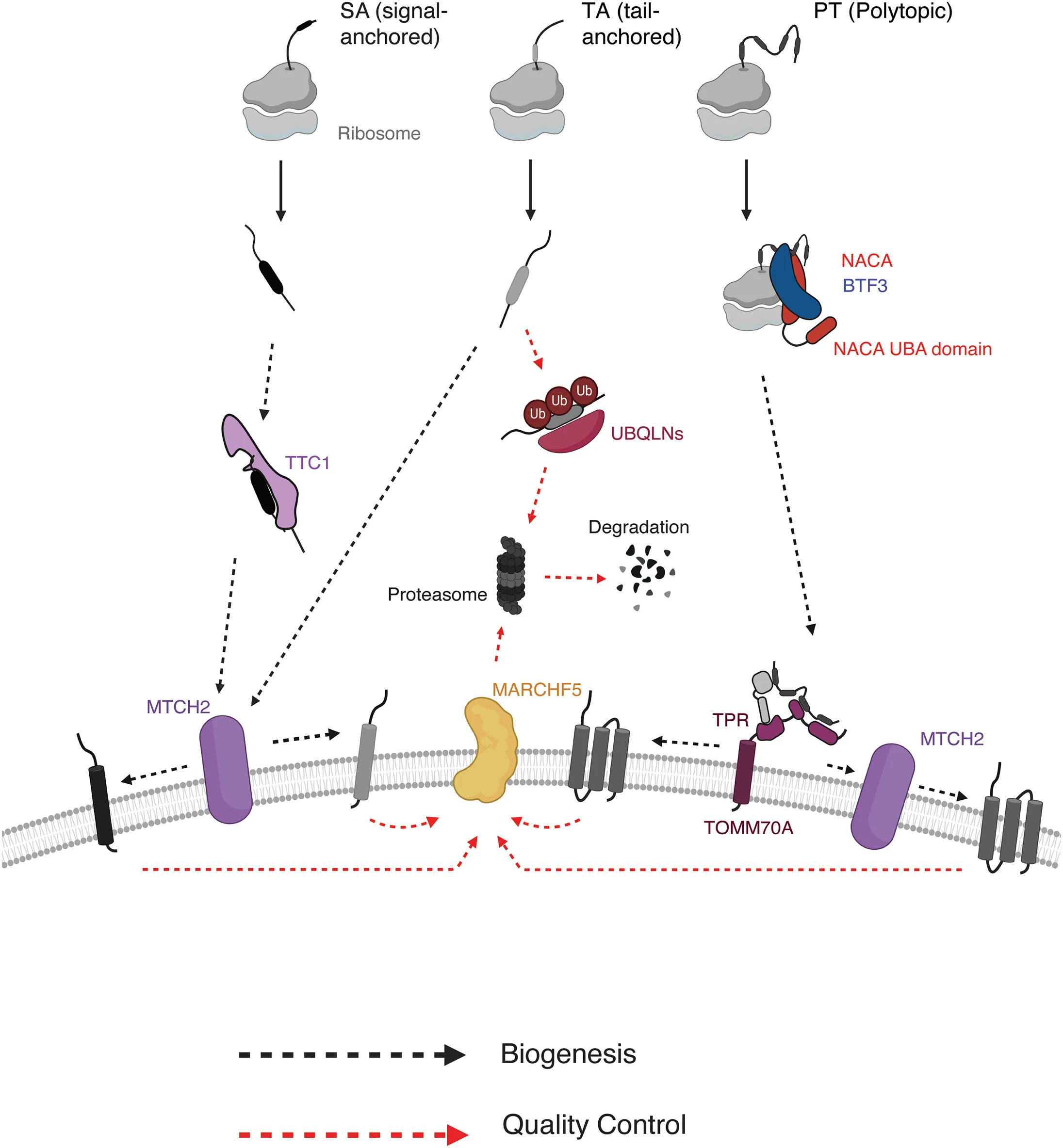 Open access visualization of Workflow, Flowchart, Biogenesis Pathways, Cytosolic Targeting, Membrane Insertion