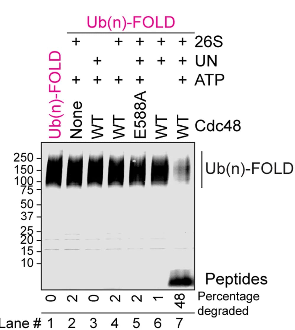 Open access visualization of Gel, DyLight 800, Ub(n)-FOLD, 26S Proteasomes, Cdc48-UN complex