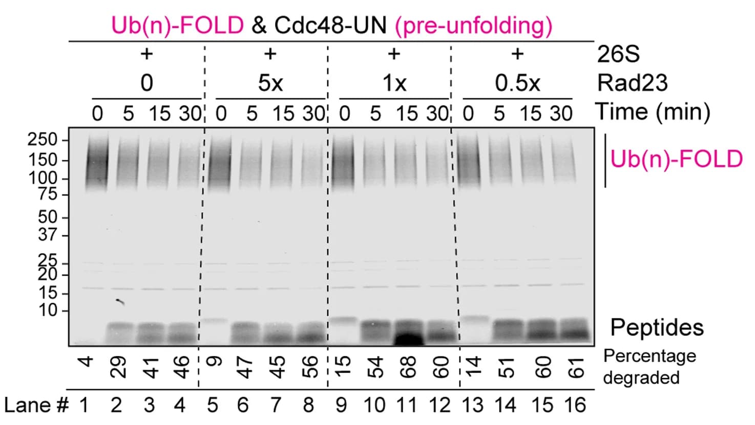 Open access visualization of Gel, Ub(n)-FOLD, Unfolding, Cdc48-UN, Proteasomes