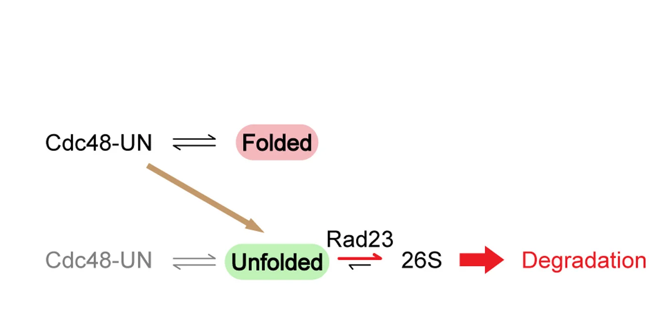 Open access visualization of Workflow, Flowchart, Rad23, Inhibition, Unfolded Protein
