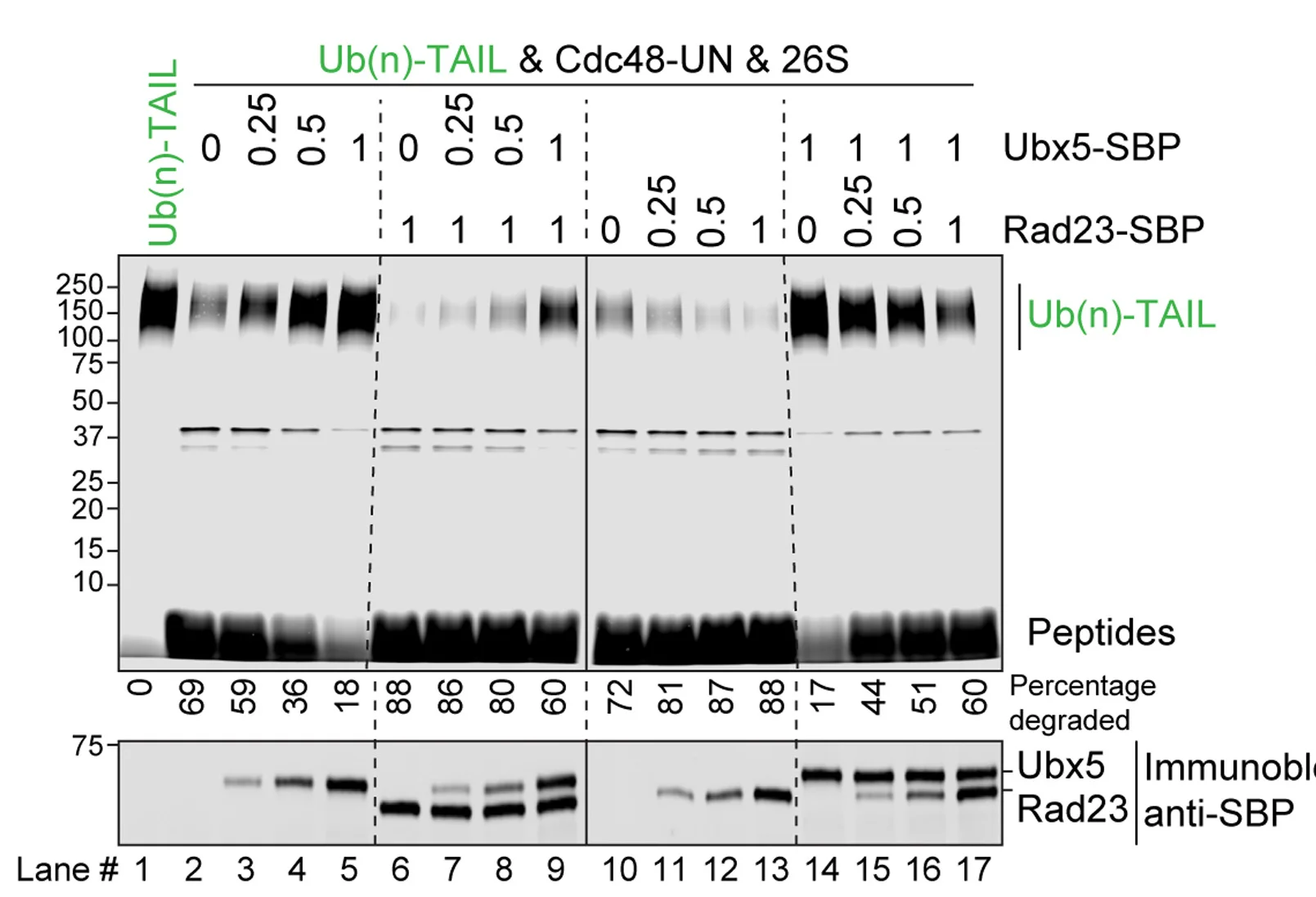 Open access visualization of Gel, Ub(n)-TAIL, 26S Proteasomes, Cdc48-UN, Ubx5