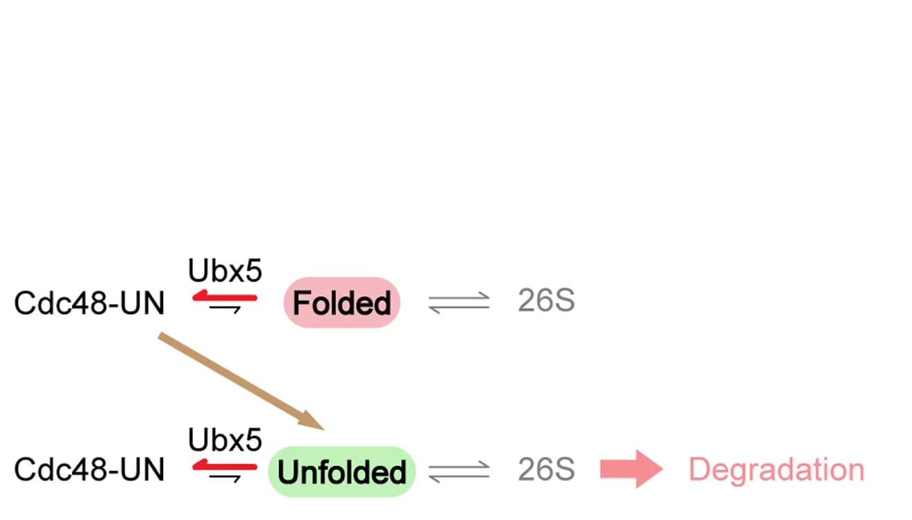 Open access visualization of Workflow, Flowchart, Ubx5, Inhibition, Cdc48-UN