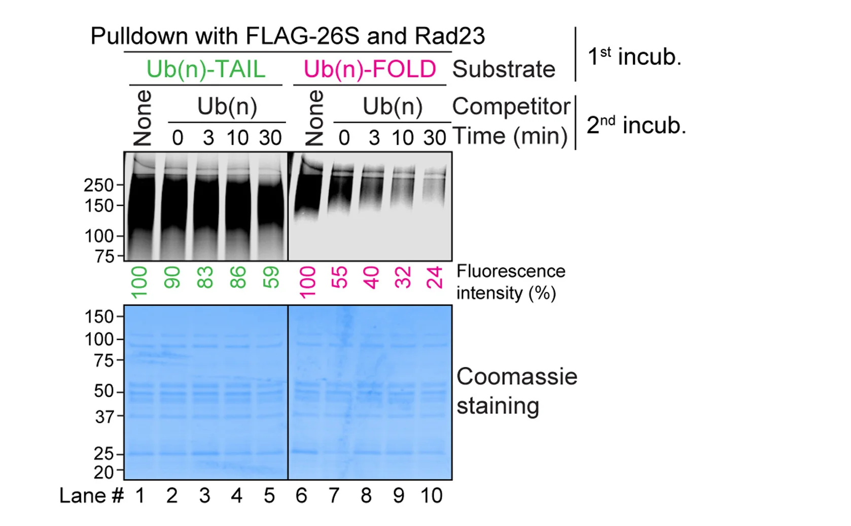 Open access visualization of Gel, 26S Proteasomes, Rad23, Ub(n)-TAIL, Ub(n)-FOLD