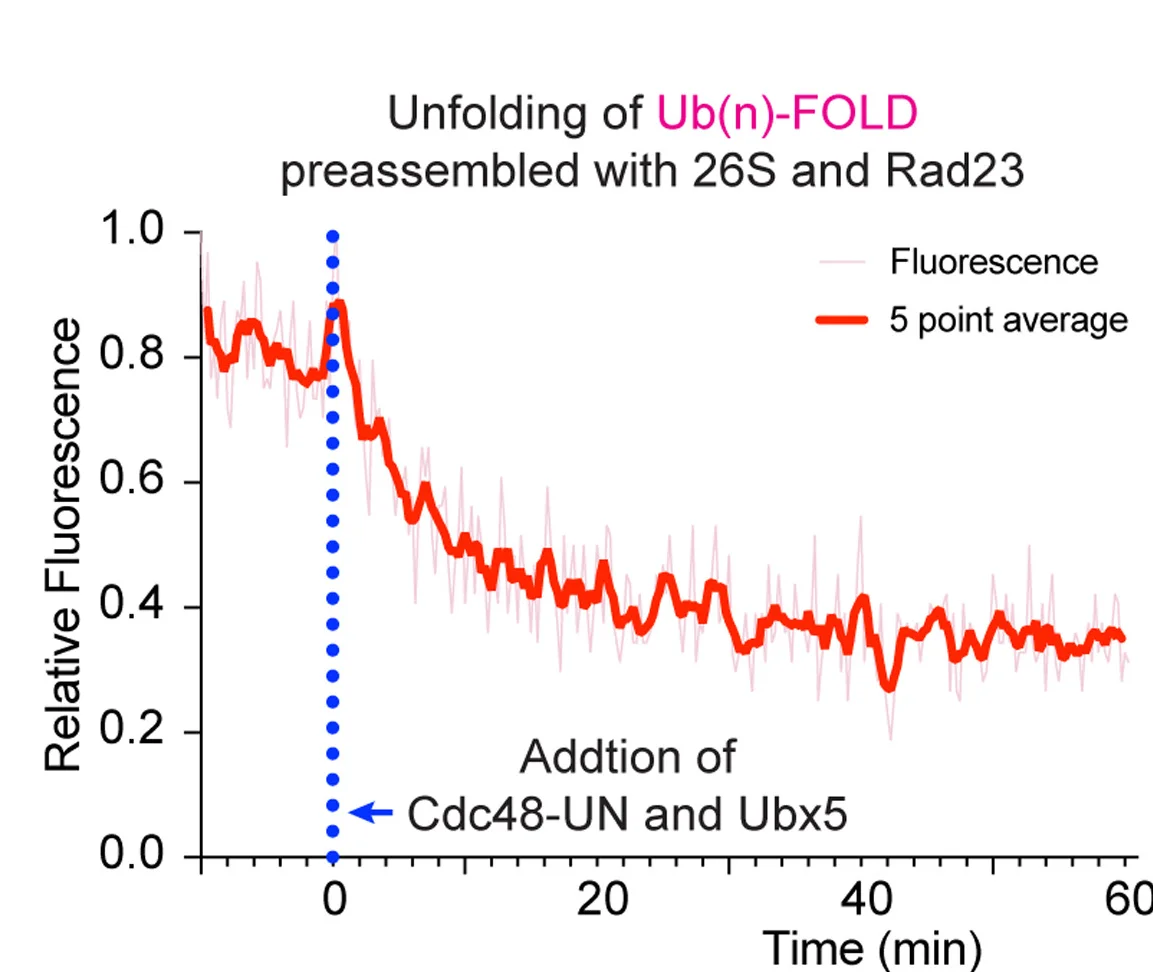 Open access visualization of Line Plot, 26S Proteasomes, Rad23, Ub(n)-FOLD, Cdc48-UN