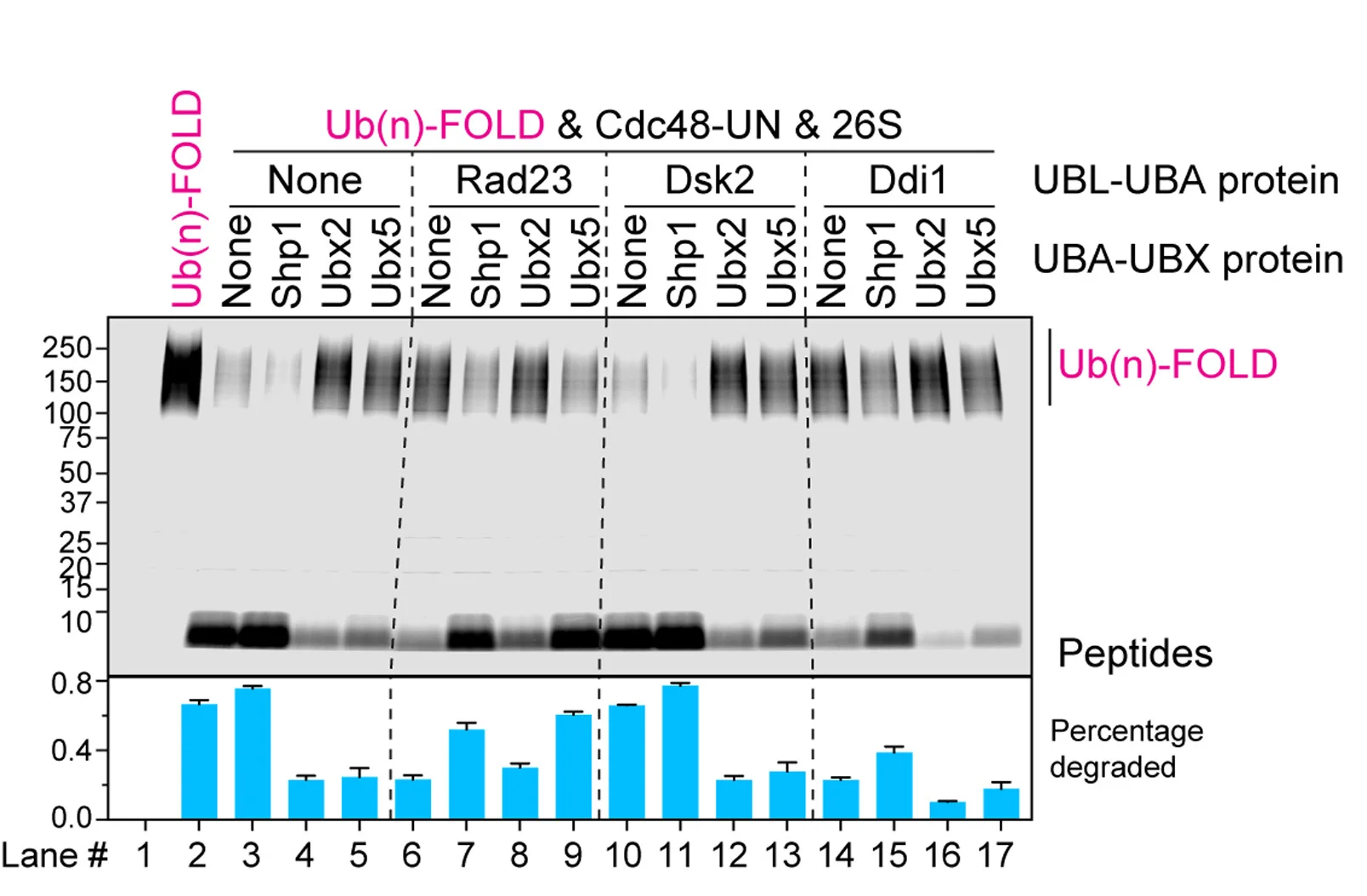 Open access visualization of Gel, Bar Plot, Error Bars, Ub(n)-FOLD, 26S Proteasomes