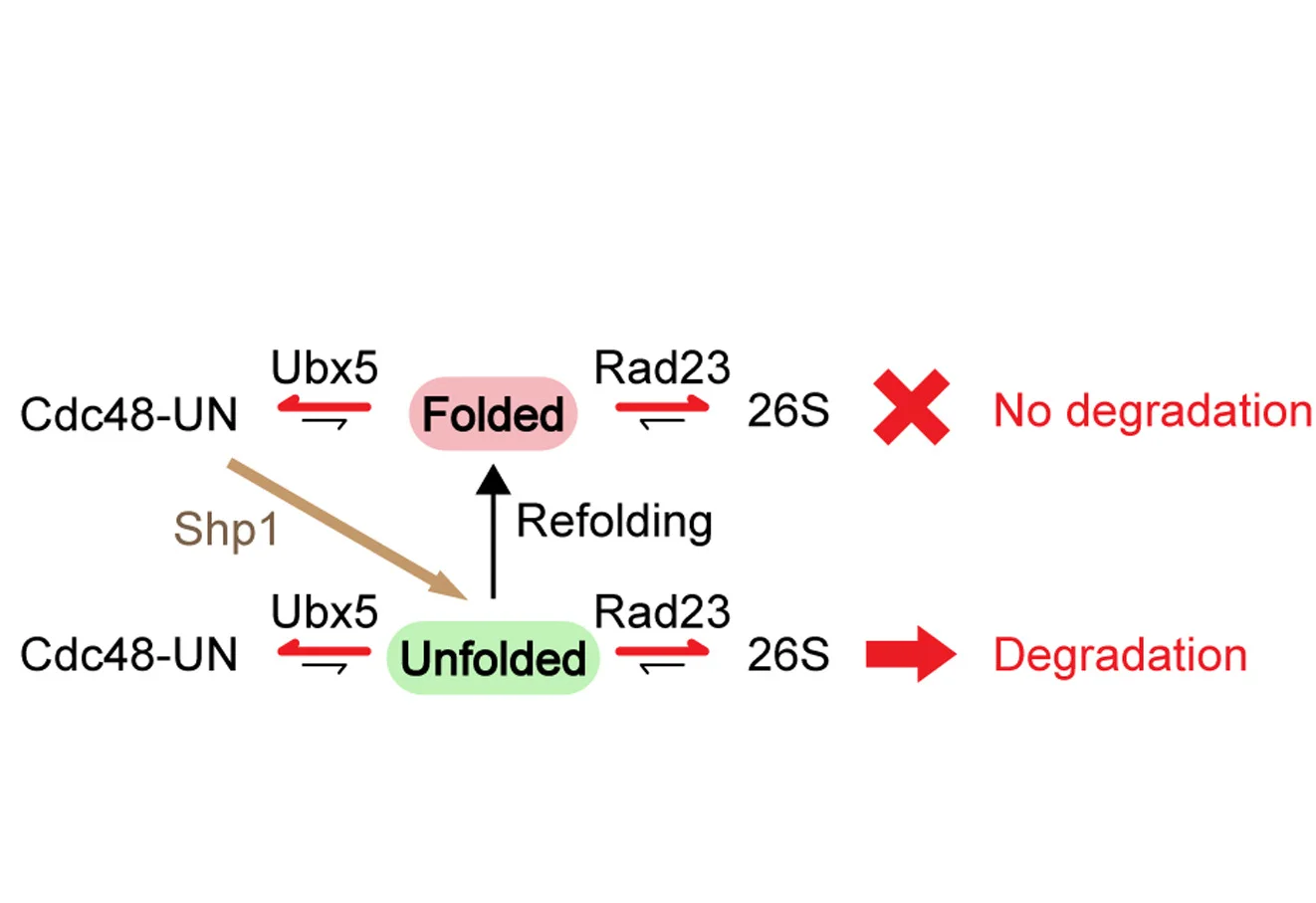 Open access visualization of Workflow, Flowchart, Illustration, Ub(n)-REFOLD, Cofactors