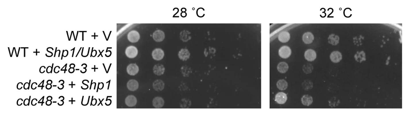 Open access visualization of Gel, Wild-Type Cells, cdc48-3 Cells, Transformation, Plasmid