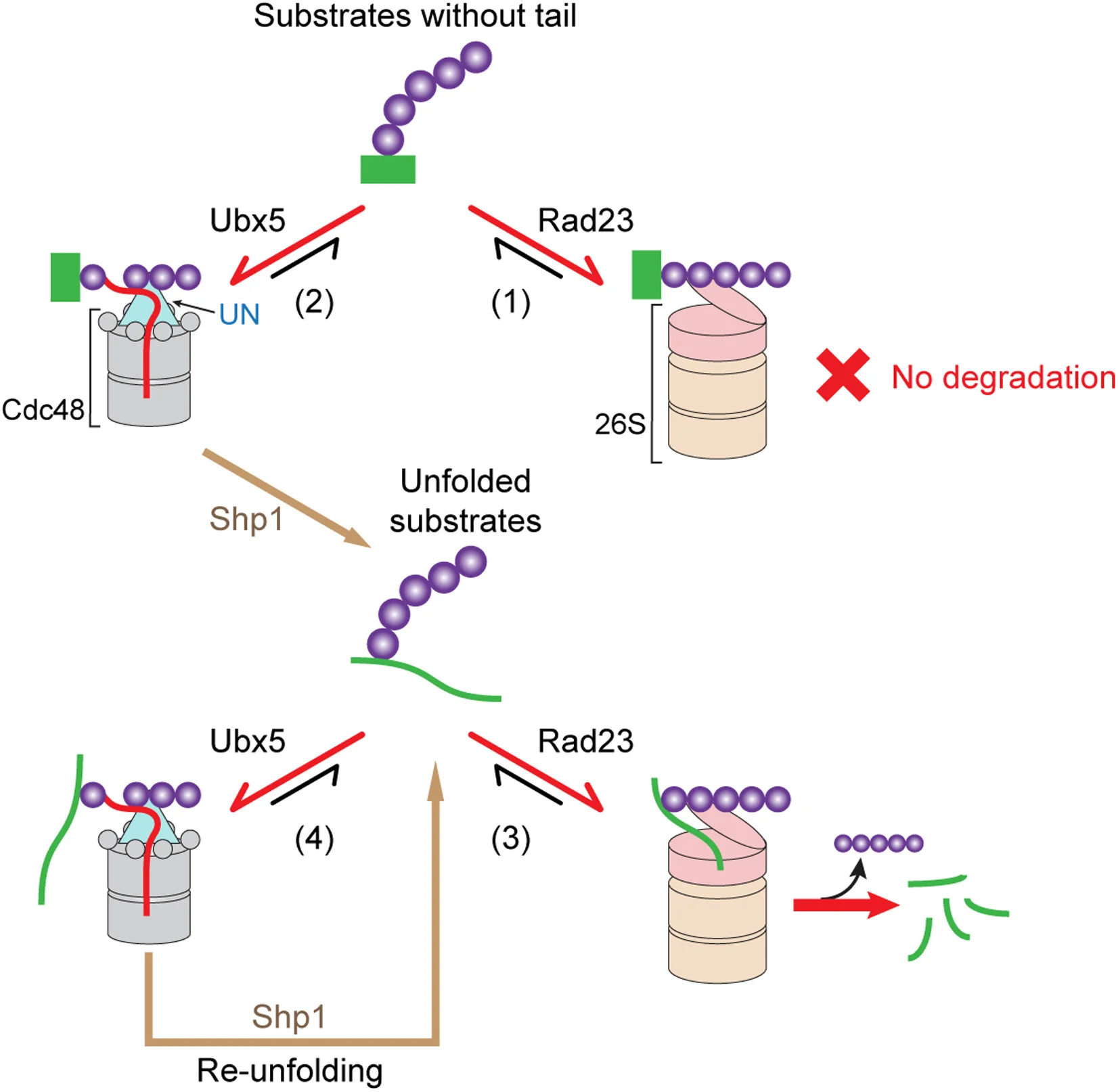 Open access visualization of Workflow, Illustration, H&E Staining, Lung Tissue, Control Group