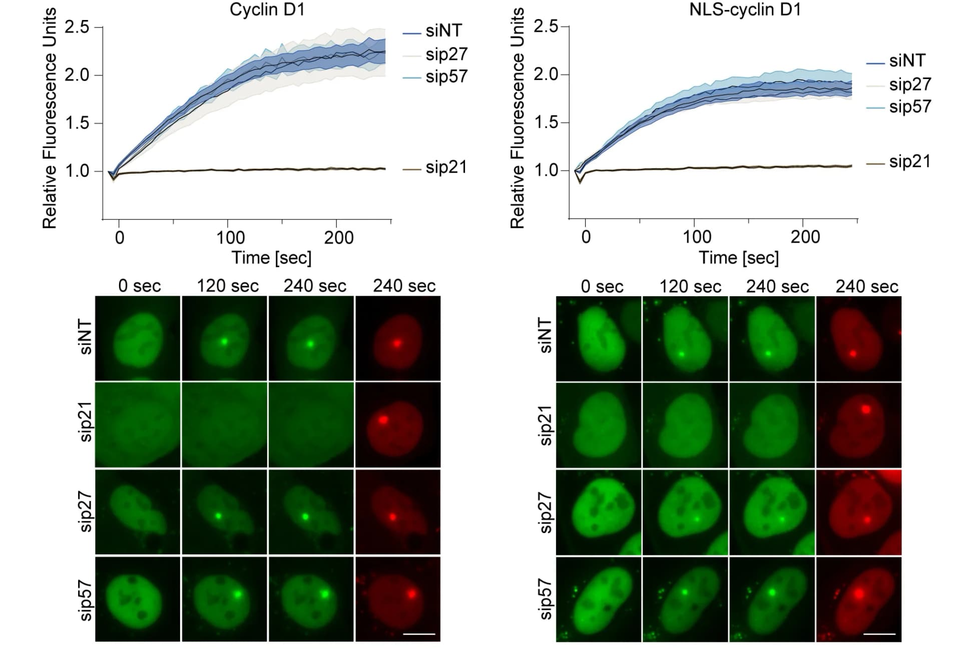 Open access visualization of Line Plot, Error Bars, Microscopy, Photo, U-2OS Cells