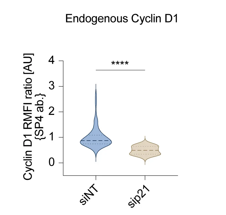 Open access visualization of Violin Plot, U-2OS Cells, Transfection, siRNAs, p21