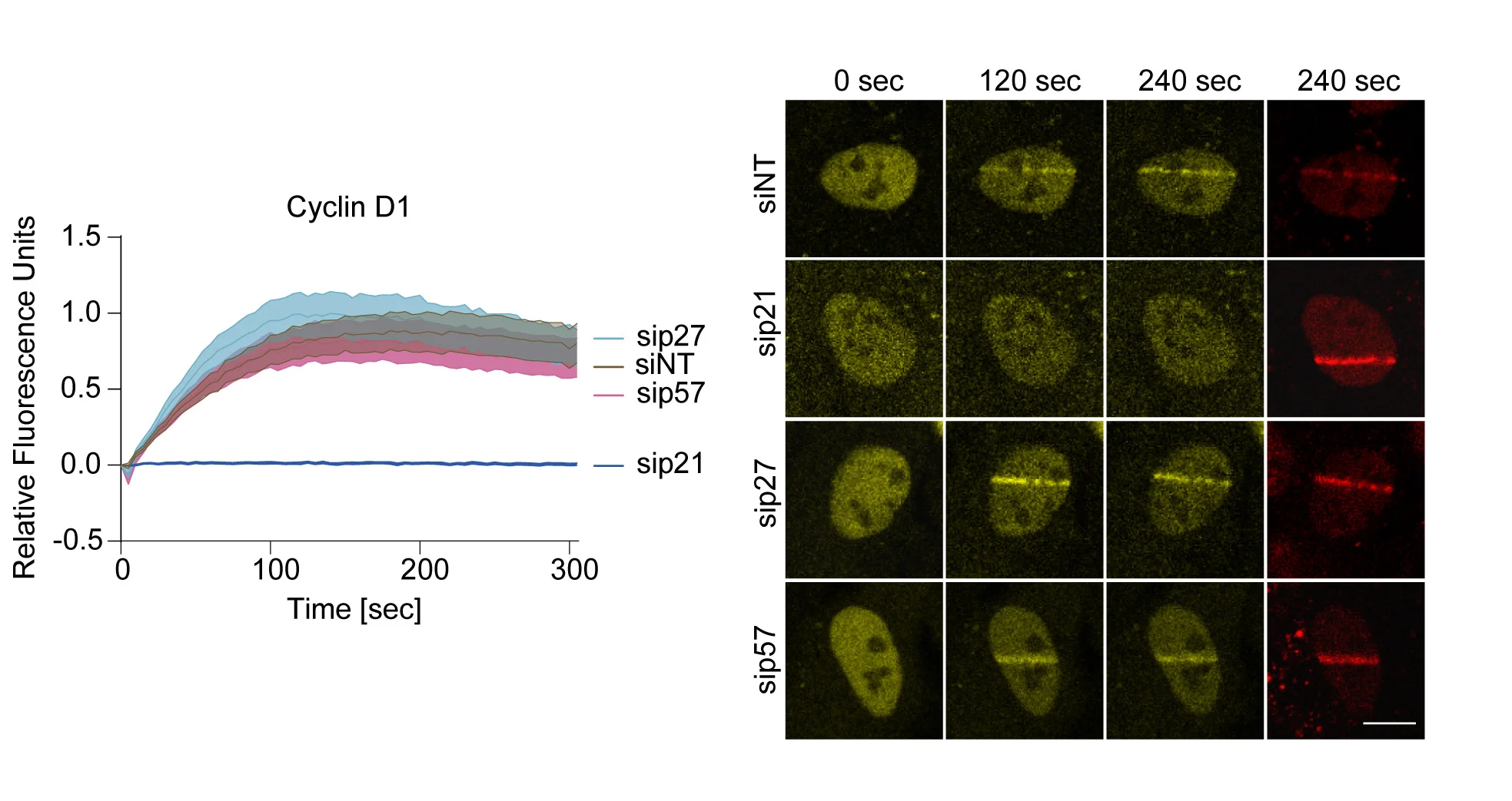 Open access visualization of Line Plot, Microscopy, RPE1 Cells, Tagged Proteins, Micro-Irradiation