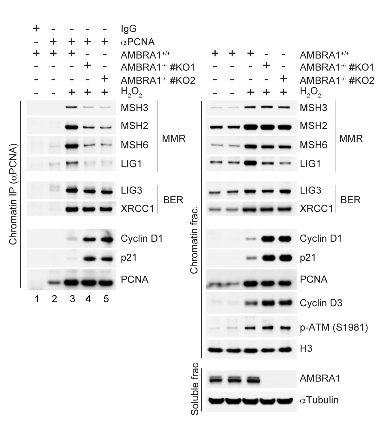 Open access visualization of Gel, G1 Phase, AMBRA1−/− RPE1 Cells, RPE1 Cells, H2O2 Treatment