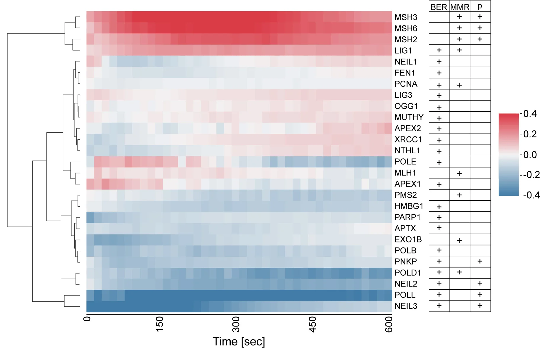 Open access visualization of Heatmap, Clustered, U-2OS Cells, mCherry-tagged BER Proteins, mNeonGreen-tagged BER Proteins