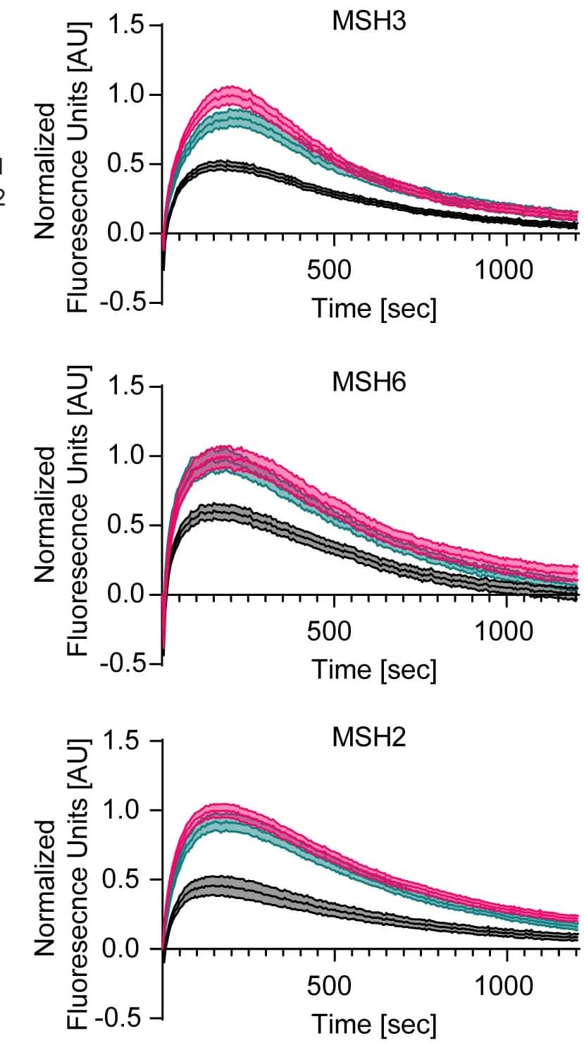 Open access visualization of Line Plot, Error Bars, U-2OS Cells, AcGFP-tagged MSH2, AcGFP-tagged MSH3