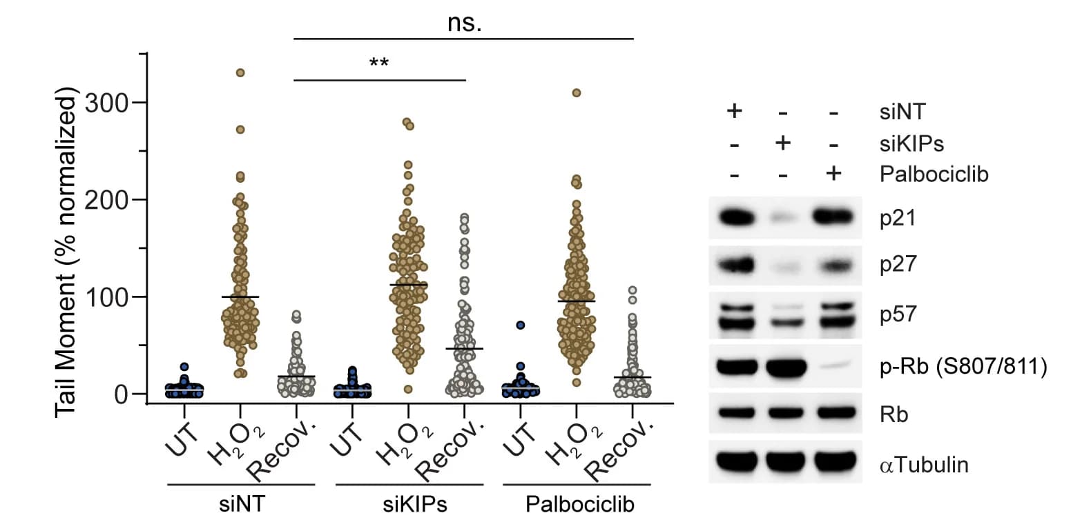 Open access visualization of Scatter Plot, Gel, U-2OS Cells, siRNAs, G1 Phase