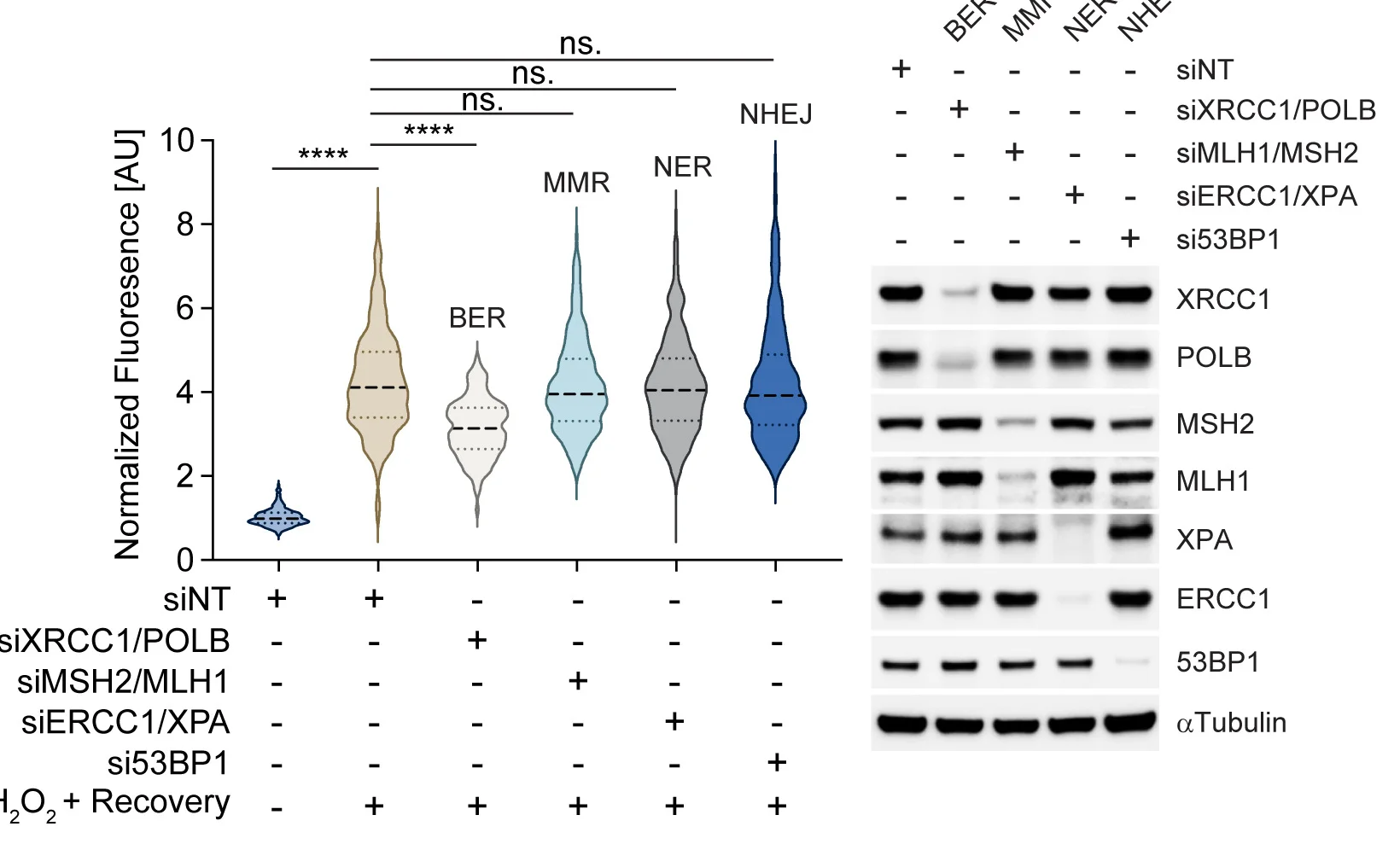 Open access visualization of Violin Plot, Gel, RPE1 Cells, siRNAs, G1 Phase