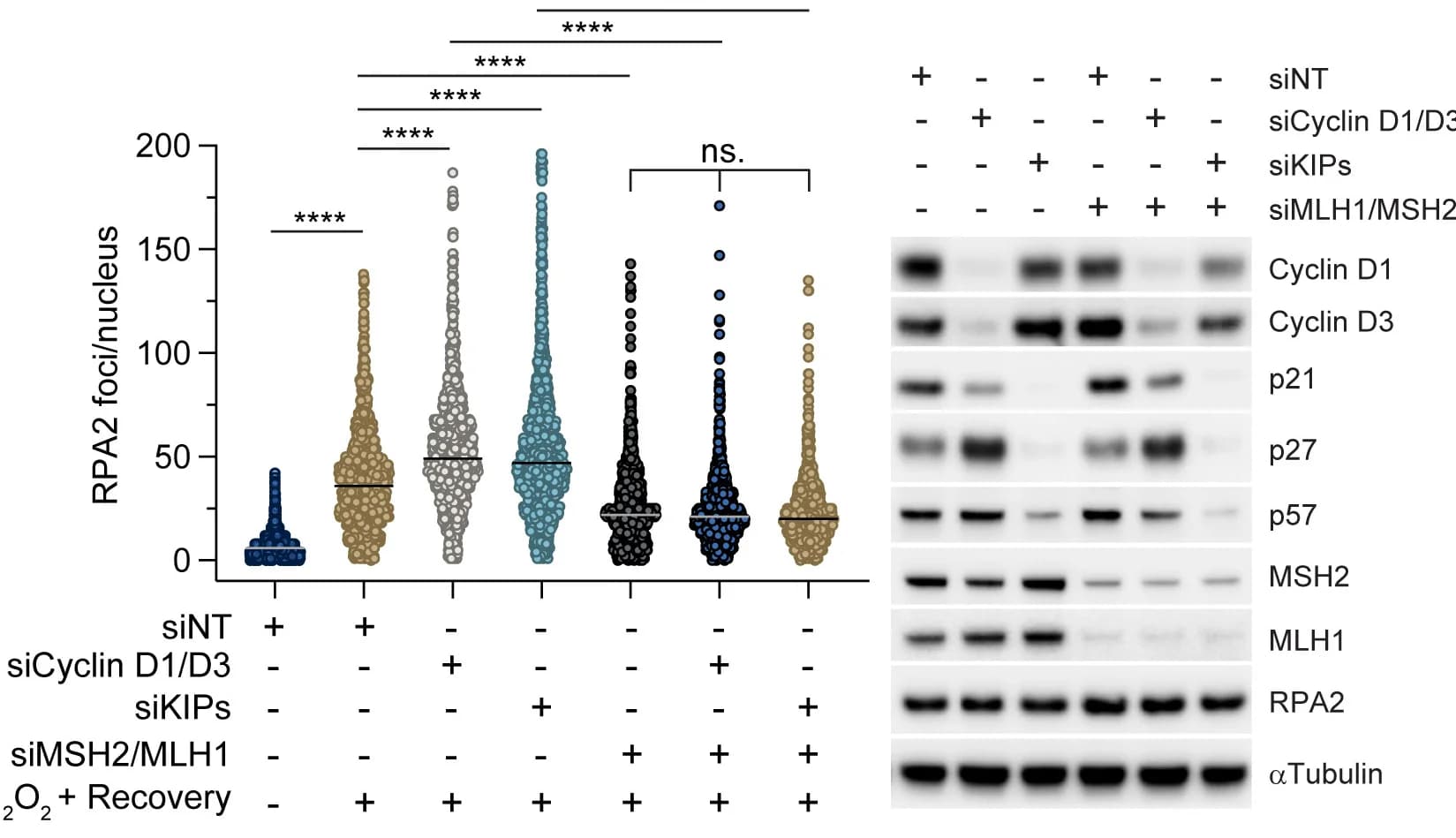 Open access visualization of Scatter Plot, Gel, RPE1 Cells, RPA2 Foci, Silencing Efficiencies