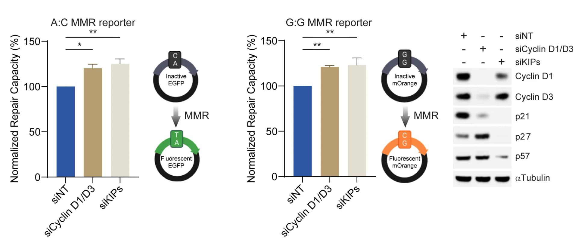 Open access visualization of Bar Plot, Error Bars, Gel, RPE1 Cells, siRNAs