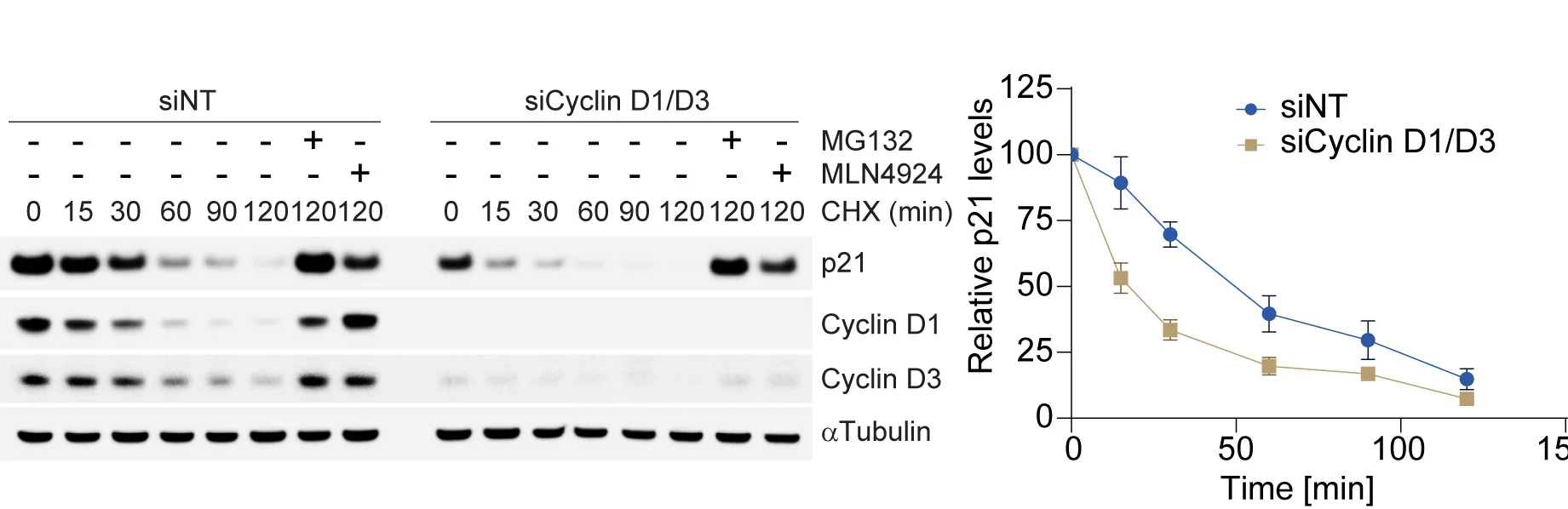 Open access visualization of Line Plot, Error Bars, Gel, Photo, RPE1 Cells