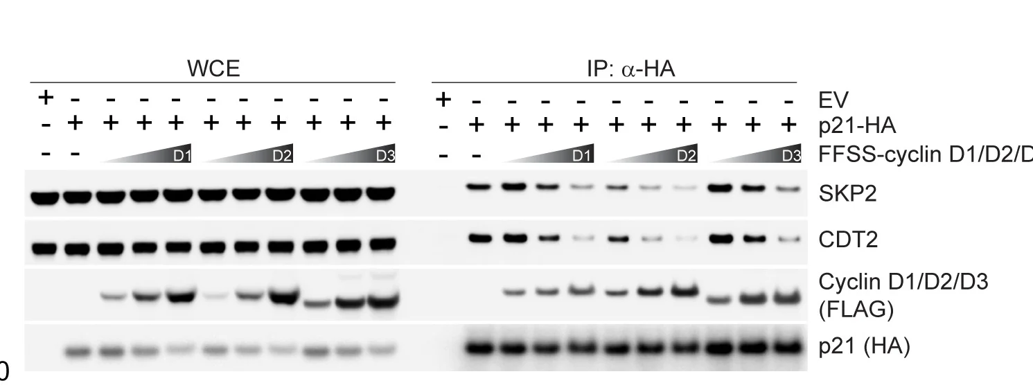 Open access visualization of Gel, HEK293T Cells, Transfection, EV, HA-p21