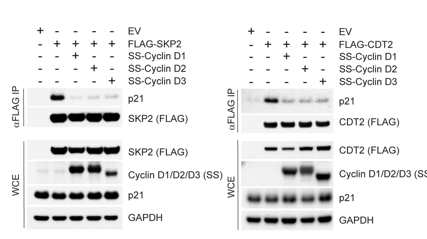 Open access visualization of Gel, HCT-116 Cells, Transfection, EV, FLAG-SKP2
