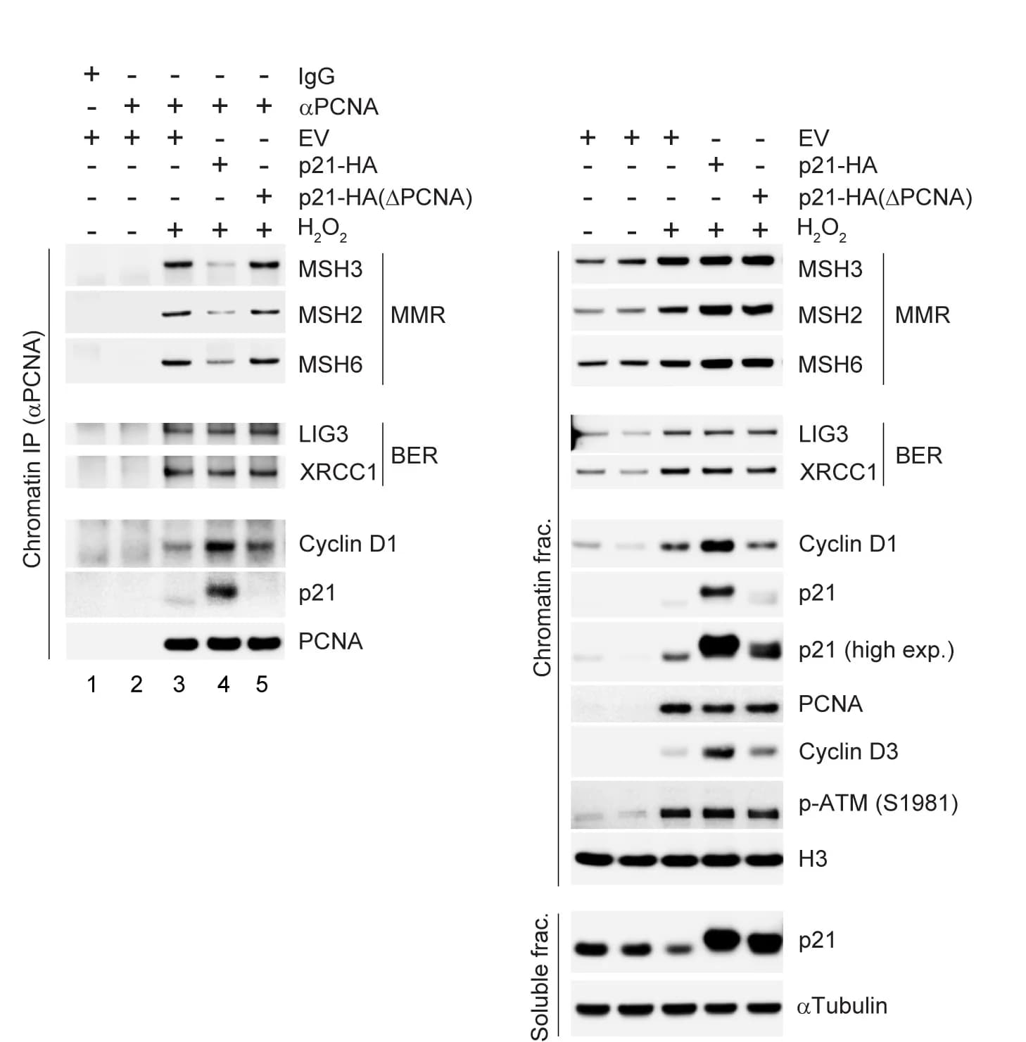 Open access visualization of Gel, RPE1 Cells, Doxycycline-inducible HA-p21, HA-p21(ΔPCNA), EV