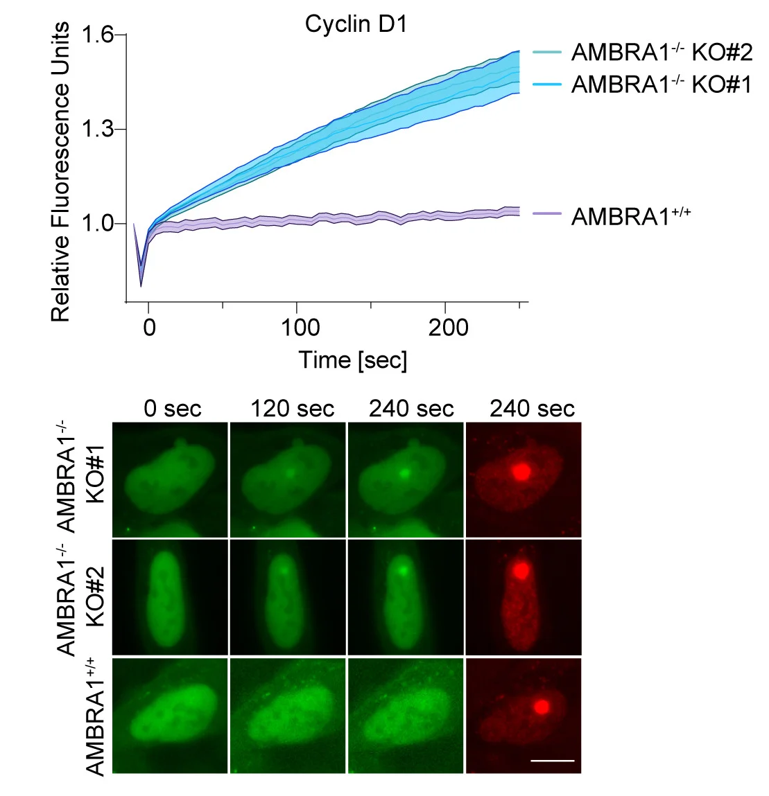 Open access visualization of Line Plot, Error Bars, Microscopy, Photo, DNA Damage