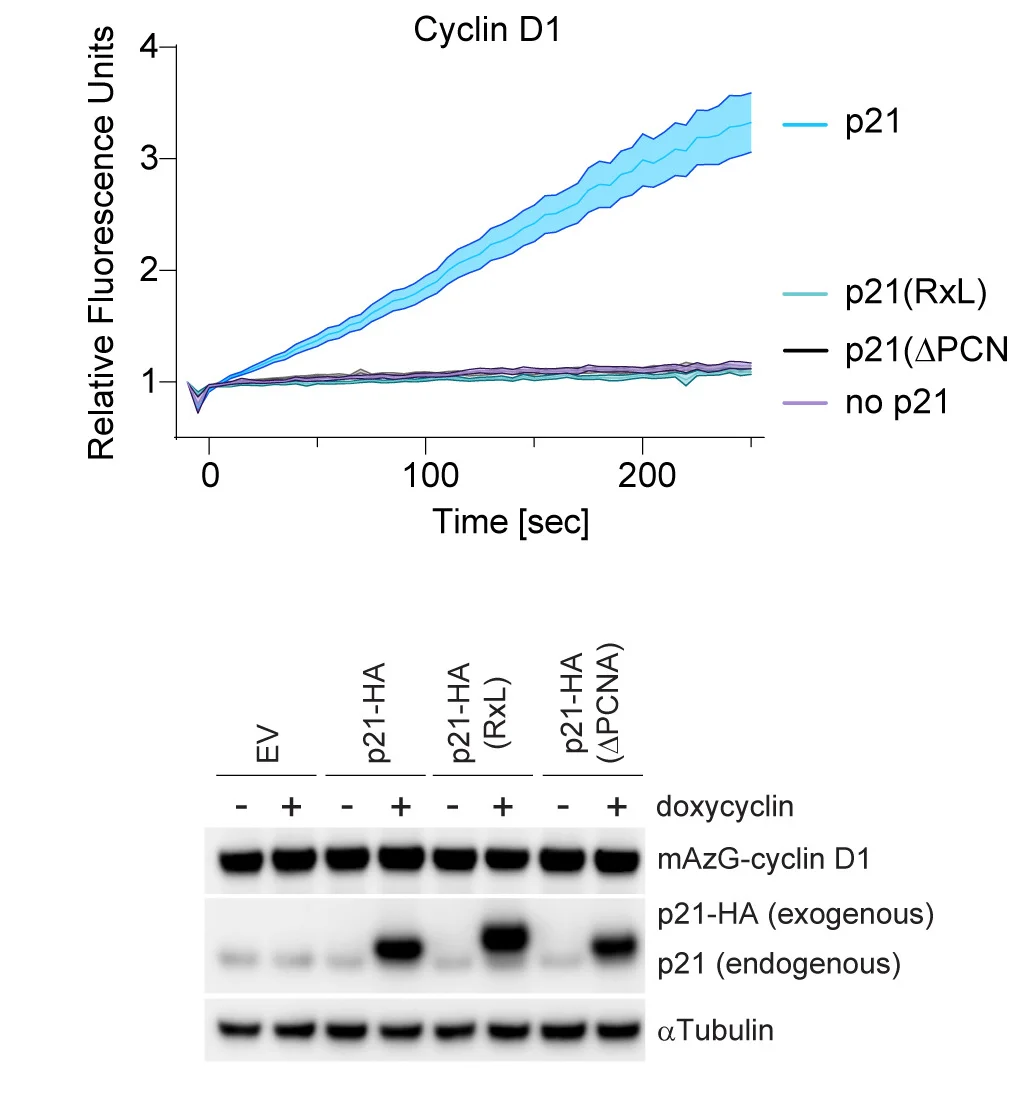 Open access visualization of Line Plot, Error Bars, Gel, U-2OS Cells, Cyclin D1