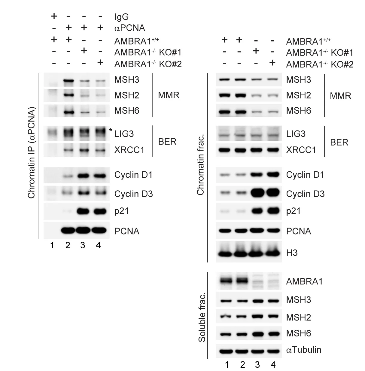 Open access visualization of Gel, S-Phase, RPE1 Cells, Cell Fractionation, Soluble Fraction