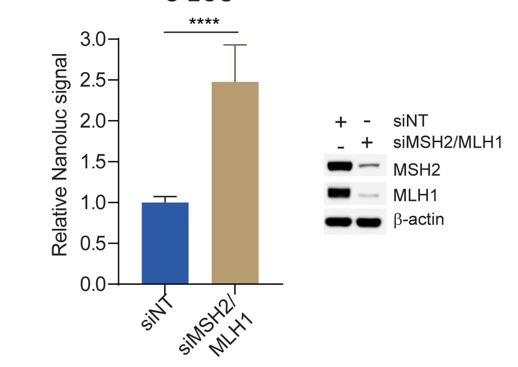 Open access visualization of Bar Plot, Error Bars, Gel, NanoLuc Signal, Cell Viability